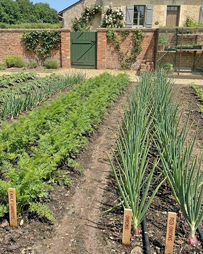 En avril plantez des carottes, radis, épinards